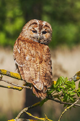 Sunlit Tawny Owl perched in front of a reedbed (EXPLORED)