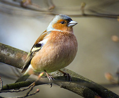 Chaffinch by hedera.baltica on flickr