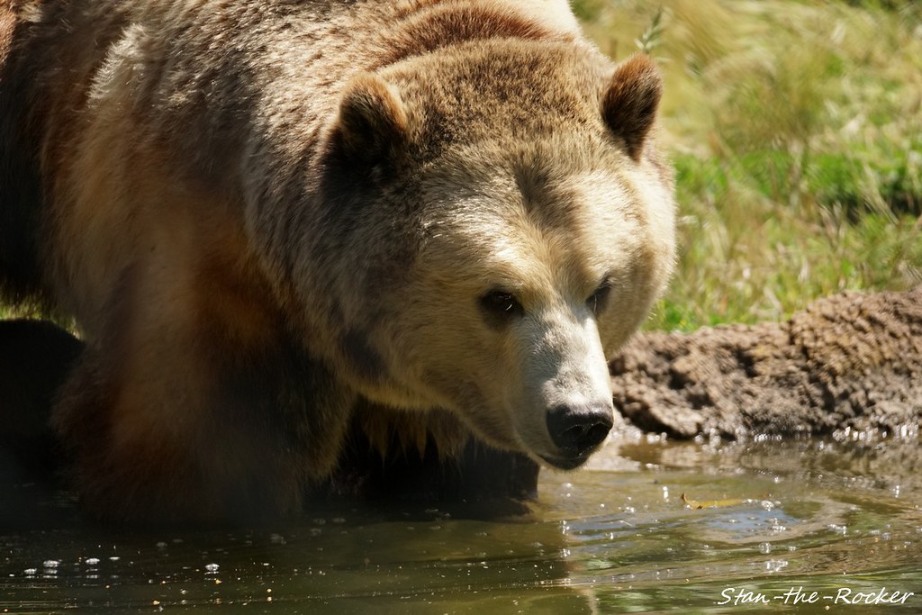 Grizzly Bear images