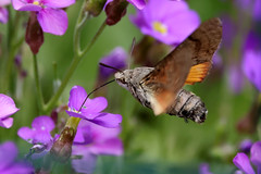 Hummingbird Hawkmoth Macroglossum stellatarum