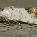 Noctuid Moth (Acontia psaliphora)