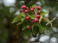 'Tis the Season:  Crabapple Buds Under Threatening Skies