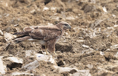 Buse variable - Delley/Fribourg/CH_20220507_005-1