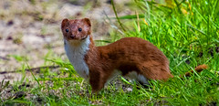 Weasel - Male