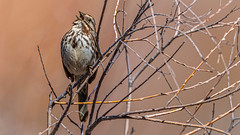 Full Throated Song Sparrow (Melospiza melodia), The Santa Fe Canyon Preserve, the Nature Conservancy, Santa Fe, New Mexico, USA