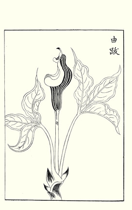 Cobra lily