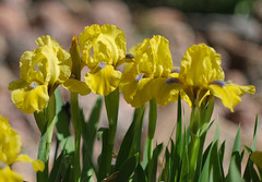 Short Yellow Irises