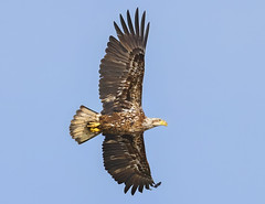 Juvenile Bald Eagle BIF...IM8A4008AT
