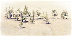 twenty trees (Mongolia 2010 archive 003)