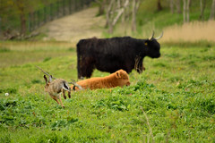 Highland cattle and hare