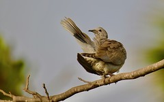 Rôla-turca, Eurasian Collared Dove από Luiz Lapa στο flickr