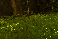 Fireflies of HeMei