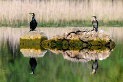 Great Cormorants 😊