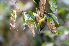 Pouillot à tête grise - Phylloscopus xanthoschistos - Grey-hooded Warbler