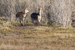 Deer at Assateague Island