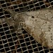 Tussock Moth (Laelia clarki)