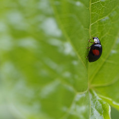 a ladybug is taking a walk🐞