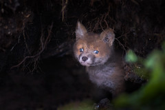 Red Fox Cub (Vulpes vulpes)
