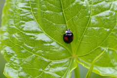 Asian ladybird beetle (Harmonia axyridis)
