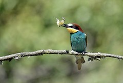Abelharuco-europeu, European Bee-eater