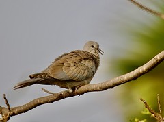 Rôla-turca, Eurasian Collared Dove by Luiz Lapa on flickr