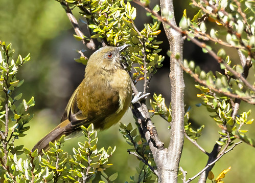 New Zealand Bellbird (Anthornis melanura melanura) - 20240306-06