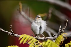 Pardal-de-cabo-verde, fêmea, Iago Sparrow, Cape Verde Sparrow, Rufous-backed Sparrow, female