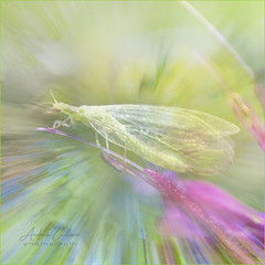 Green lacewing in pastel
