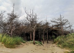 Newborough Beach Trees 2022