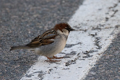 House Sparrow από Richard George στο flickr