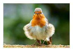 Dancing robin