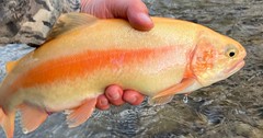 A beautiful golden colored Palomino Trout from a local creek.