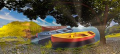 Lac bateaux arbre soleil