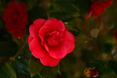red camellias