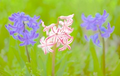 Three Hyacinths