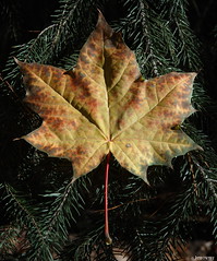 September leaf perfection