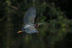 Silverback (Green Heron)