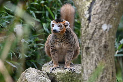 Crowned Lemur, April 2024