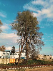 Industrial trees