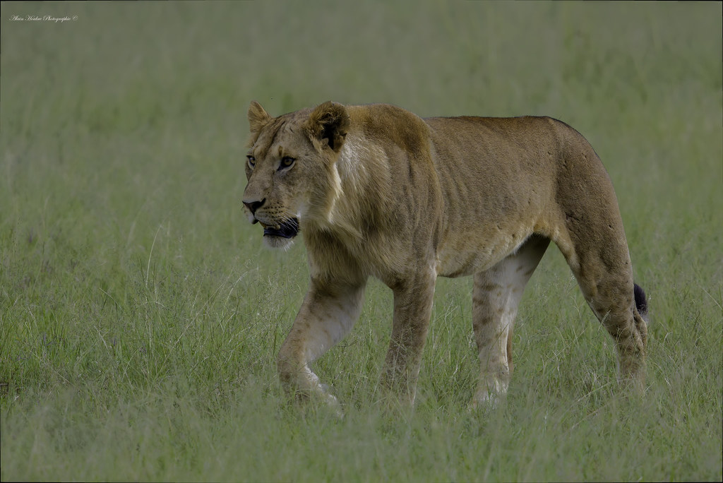Lion D images
