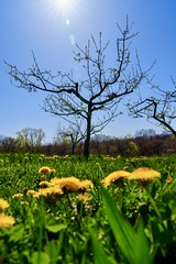 Dandelions in an Orchard