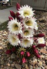 This cactus is so beautiful, I thought it was fake!