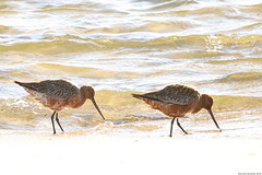 Fuselo ( Limosa lapponica ) Bar-tailed Godwit