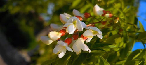 Flores de la falsa acaciamŉRobinia pseudoacacia flowers (1)