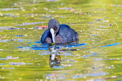 Eurasian Coot in the pond at Mayfield Garden