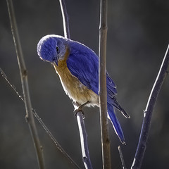 The Bashful Bluebird
