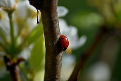 Ladybug 🐞