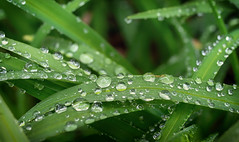 Raindrops on Daylilies