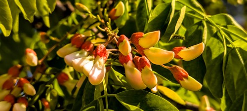 Flores de la falsa acaciamŉRobinia pseudoacacia flowers (4)