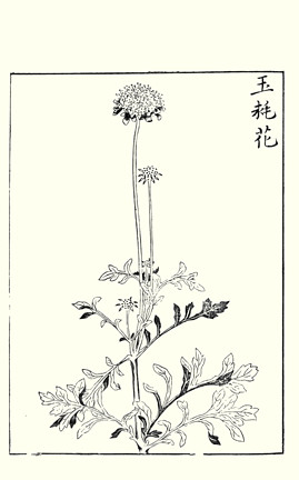 Pincushion-flower